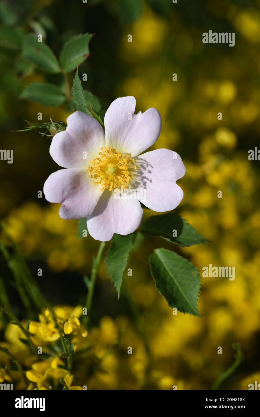 Pale Pink Flower of a Flowering Dog Rose, Rosa canina Stock Photo