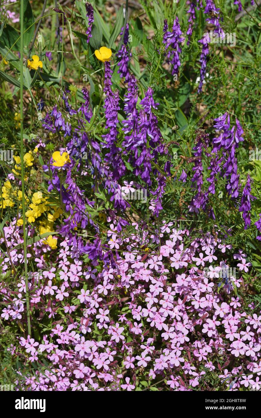 Rock Soapwort, Saponaria ocymoides, aka Tumbling Ted and Cow Vetch, Vicia cracca, aka Tufted Vetch, Bird Vetch, Boreal Vetch or Blue Vetch Stock Photo