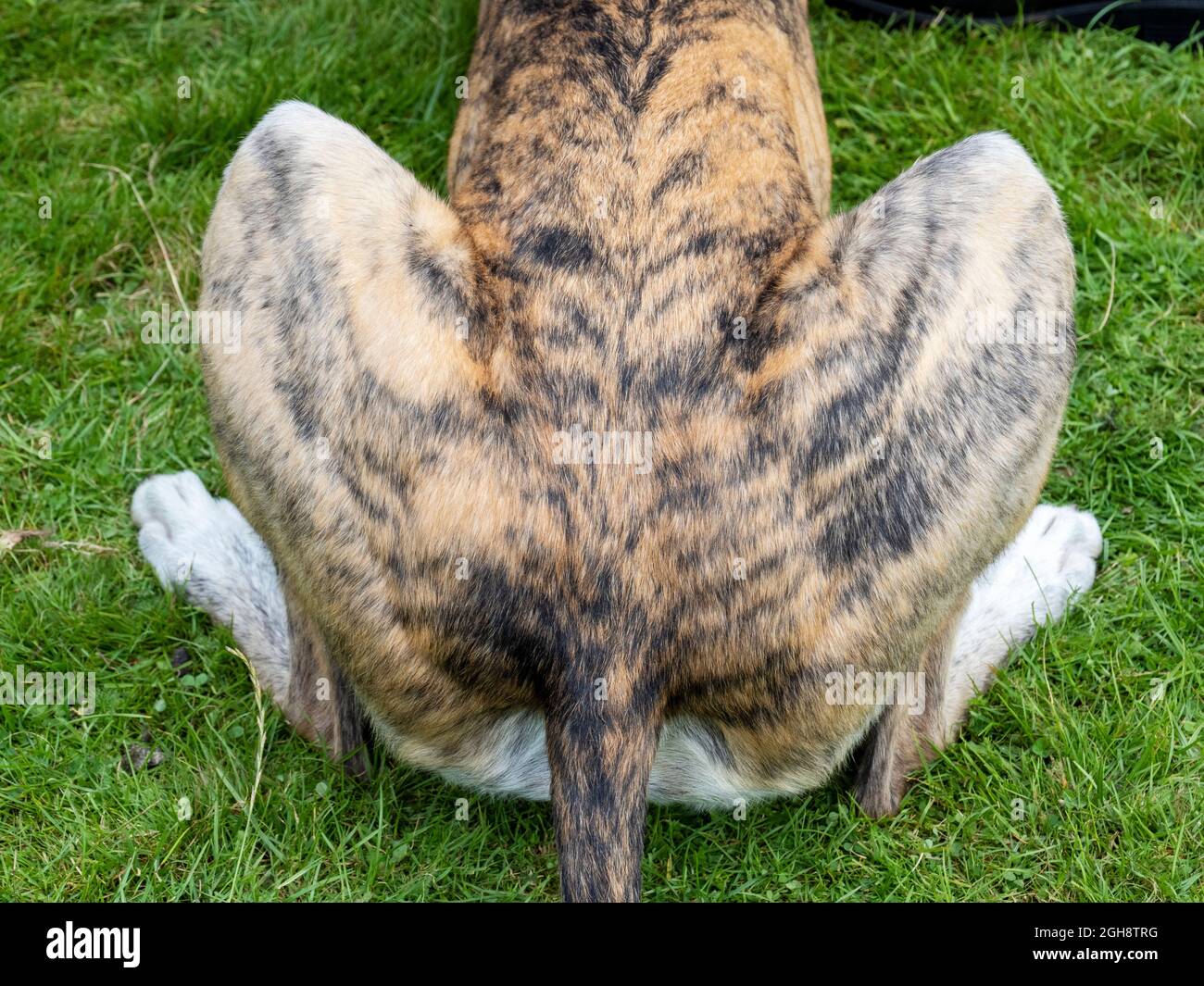A Greyhound sitting down, Ambleside, UK Stock Photo Alamy