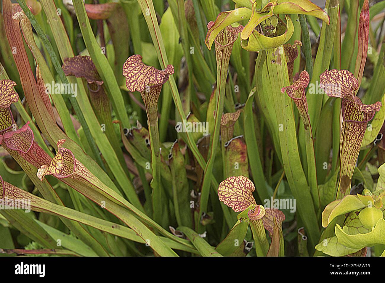 Trumpet pitcher plants hi-res stock photography and images - Alamy