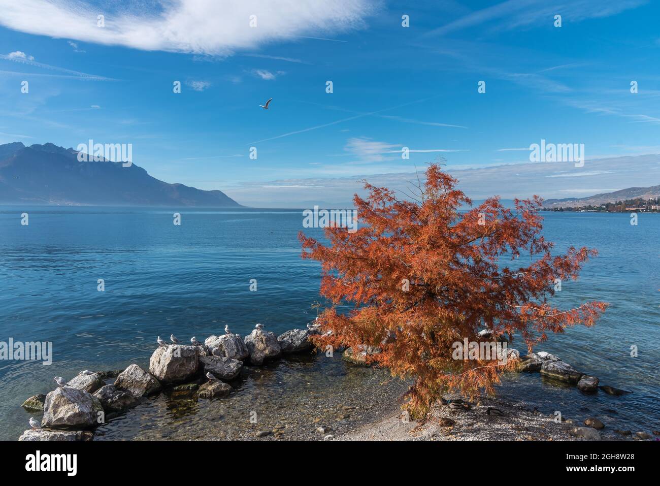 Photo with copy space of a tree with red leaves on the edge of an alpine lake shore surrounded by stones in a sunny day Stock Photo