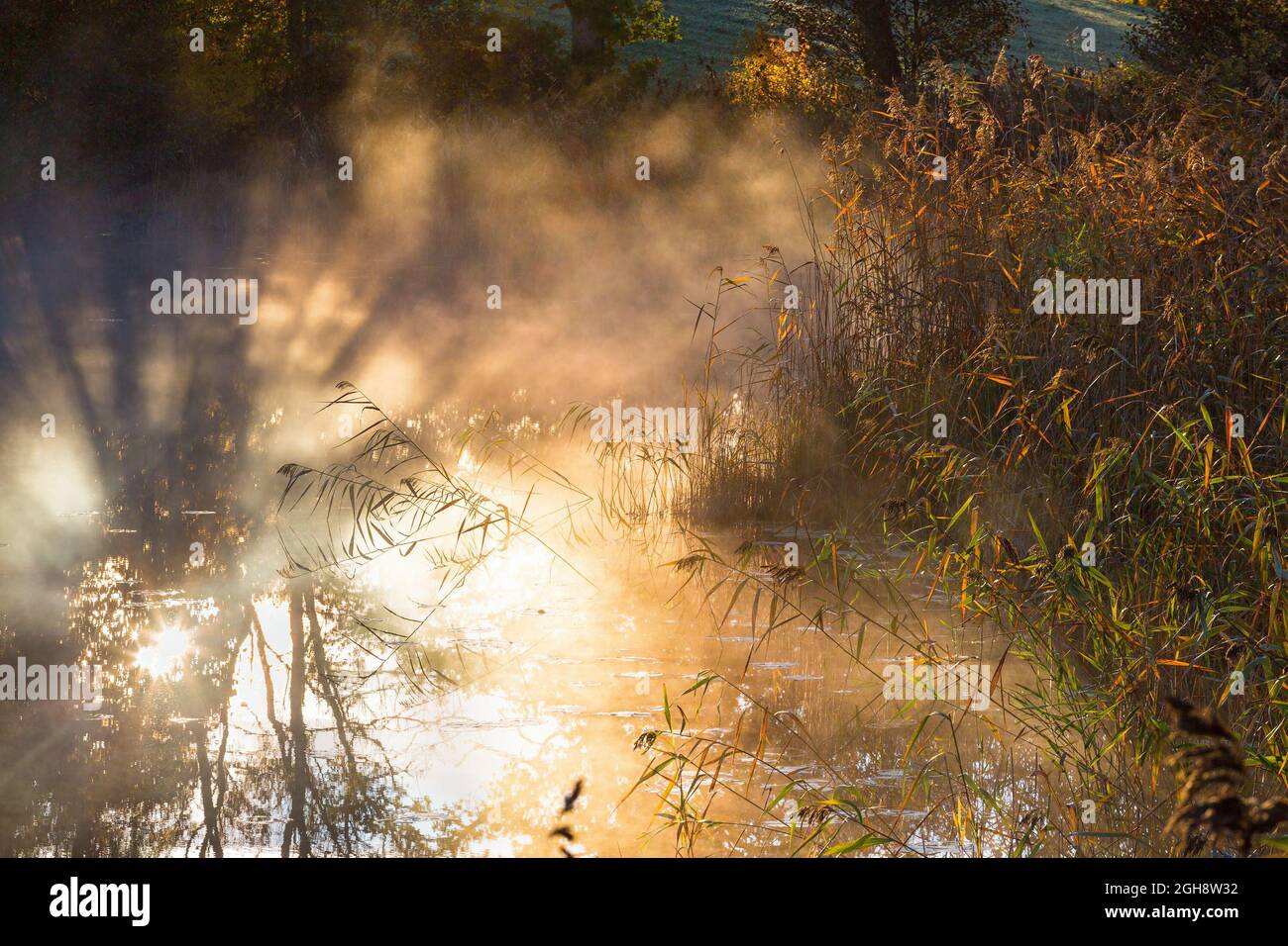 Sunbeams in the fog hi-res stock photography and images - Alamy