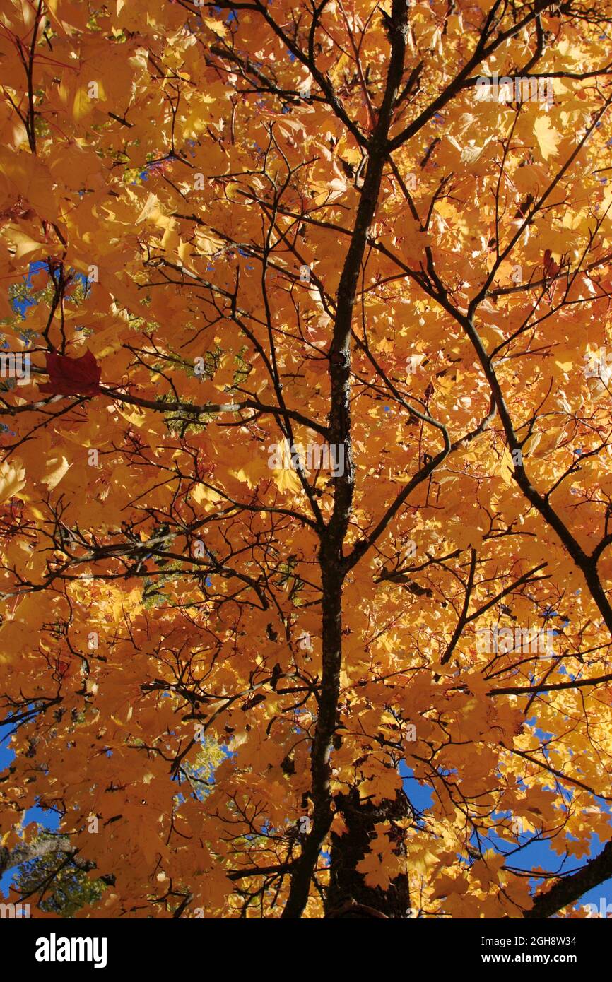 Autumn blaze maple tree hi-res stock photography and images - Alamy
