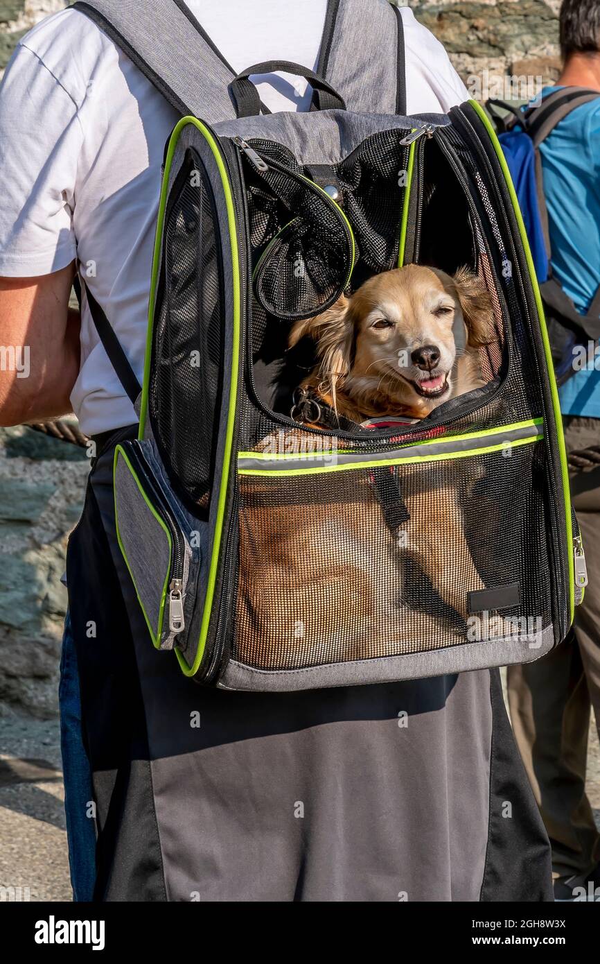 A special backpack allows you to easily carry small dogs Stock Photo