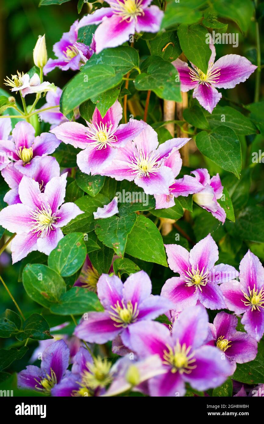 Piilu clematis in bloom. Pink and white flowers in June. Stock Photo