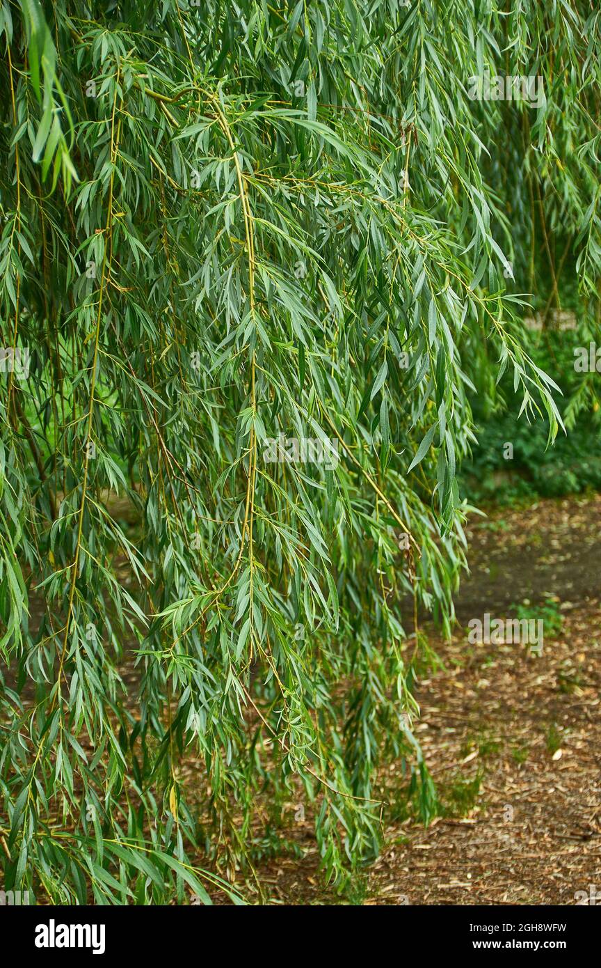 Willow tree, green willow branches with leaves background Stock Photo