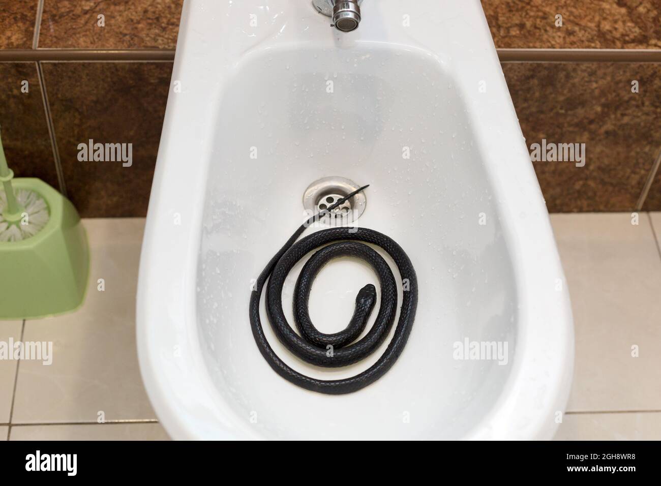 A poisonous black snake in the bathroom in the washbasin Stock Photo - Alamy