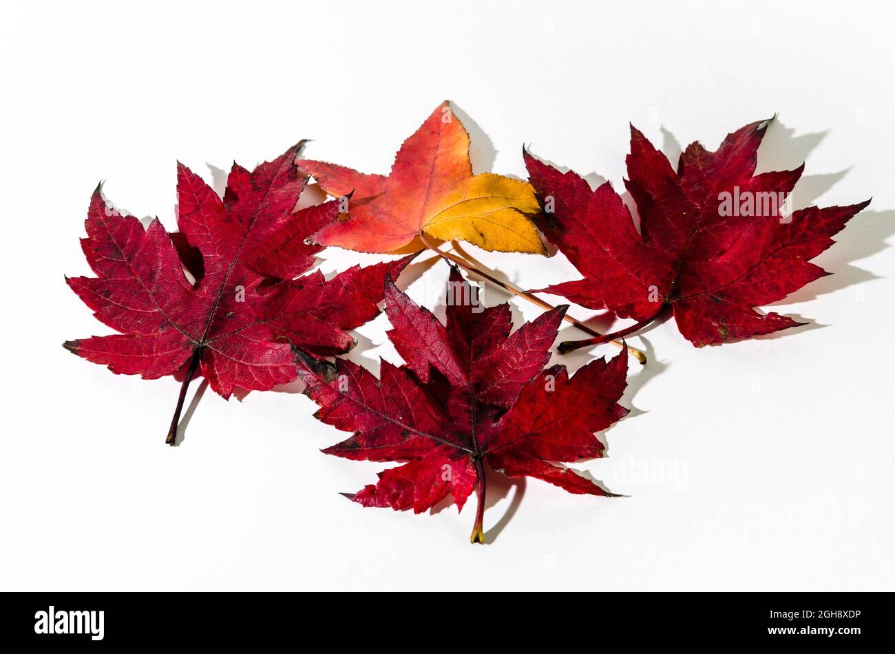 Autumn dry leaf fallen from tree on white background Stock Photo - Alamy