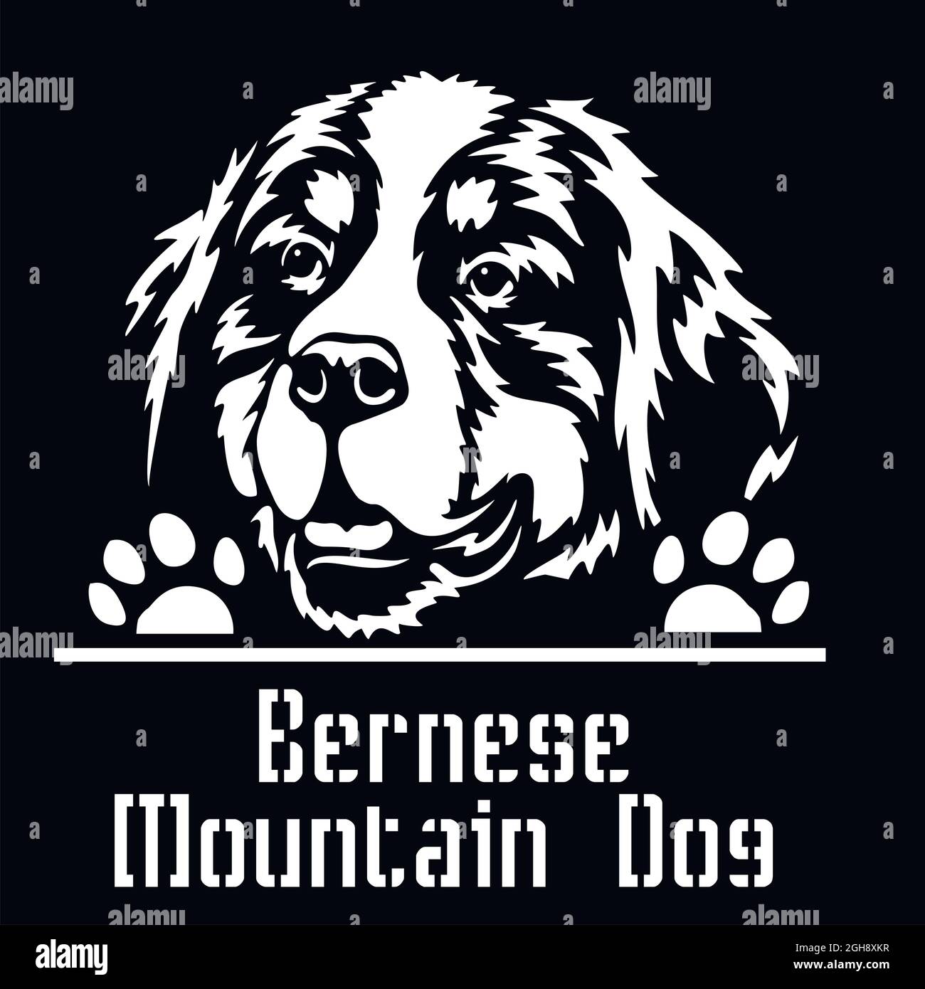 Bernese Mountain Dog Peeking Dog - head isolated on white - vector ...