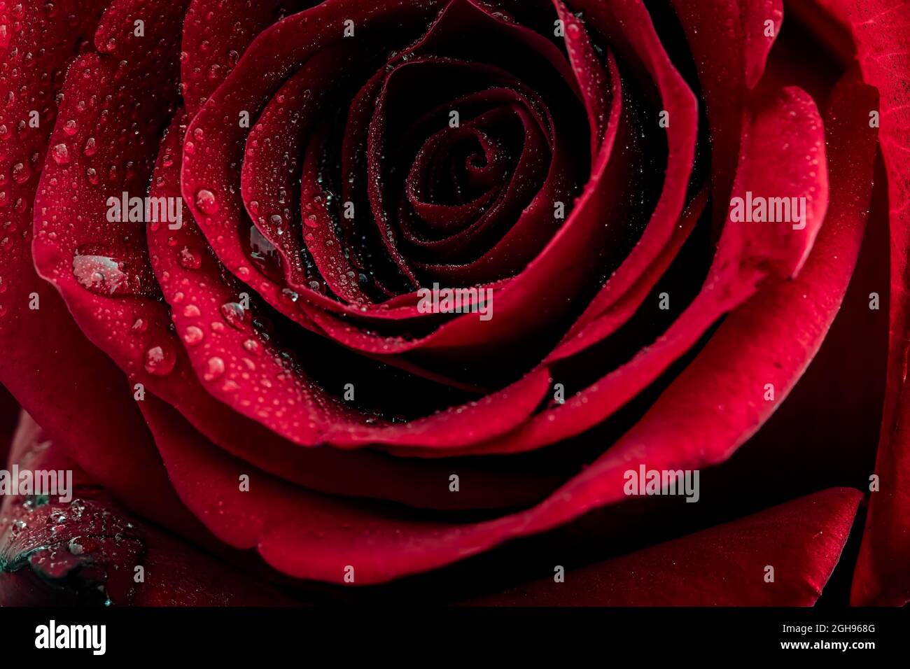 Red rose with dew drops Stock Photo - Alamy