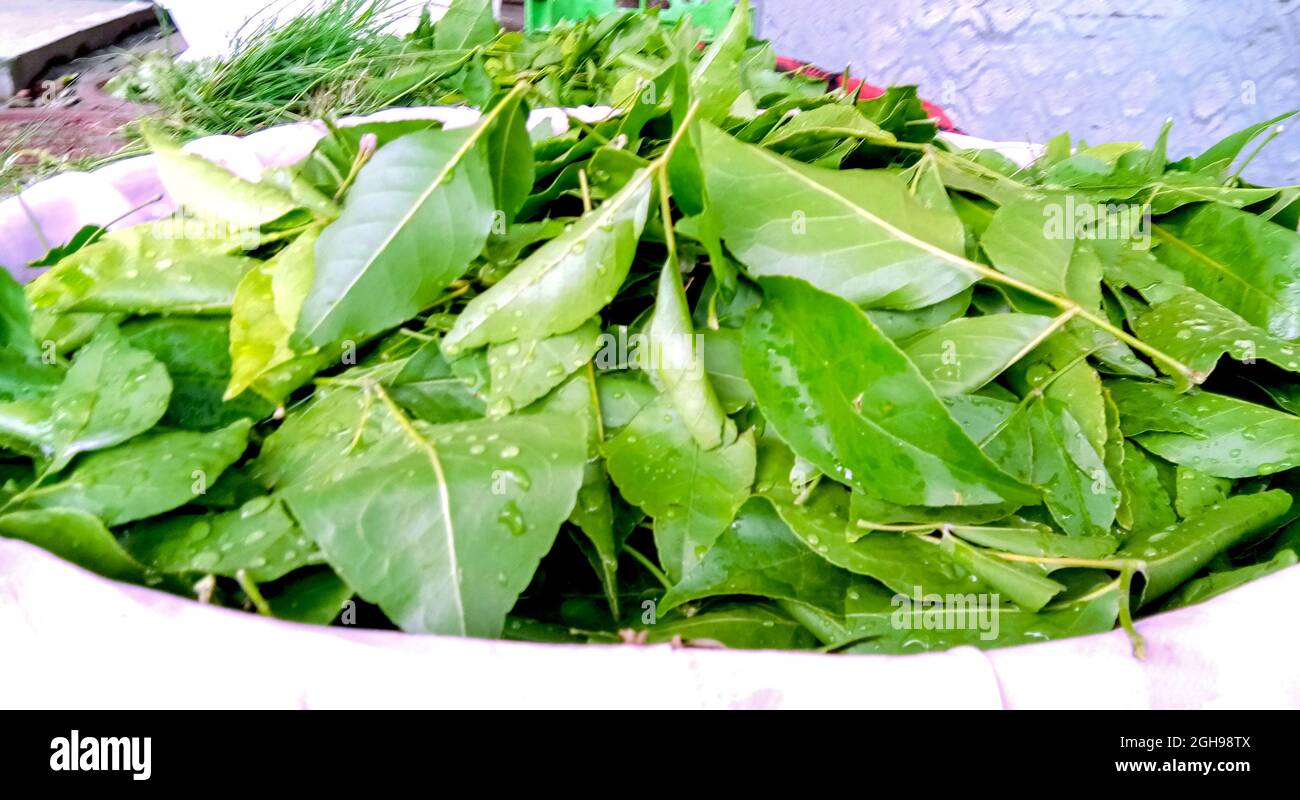 Bael is the most ancient sacred tree in India. Mostly, it is planted near the temple and used as a dedication to Lord Shiva. Has great medicinal value Stock Photo