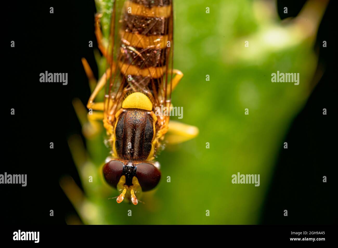 Selective focus shot of a bee on a plant on a black background Stock ...