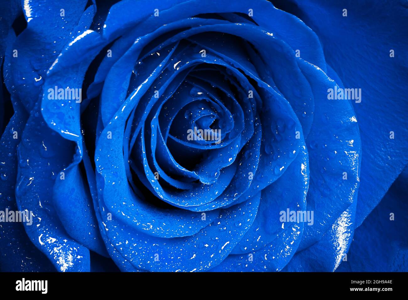 rose closeup with dew drops Stock Photo - Alamy