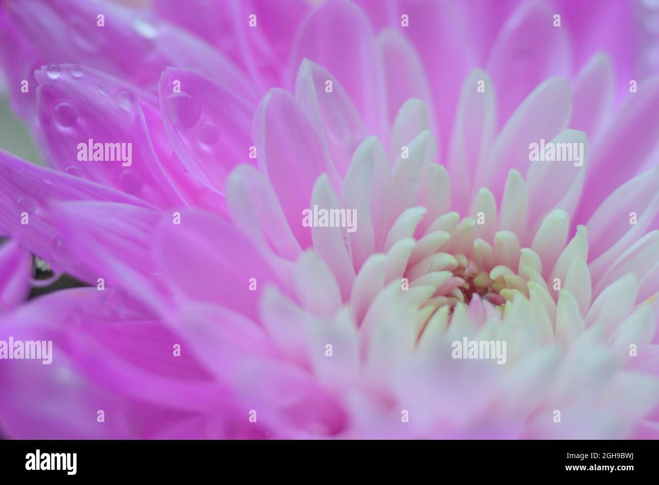 Macro texture of vibrant pink Dahlia flower with water droplet Stock Photo