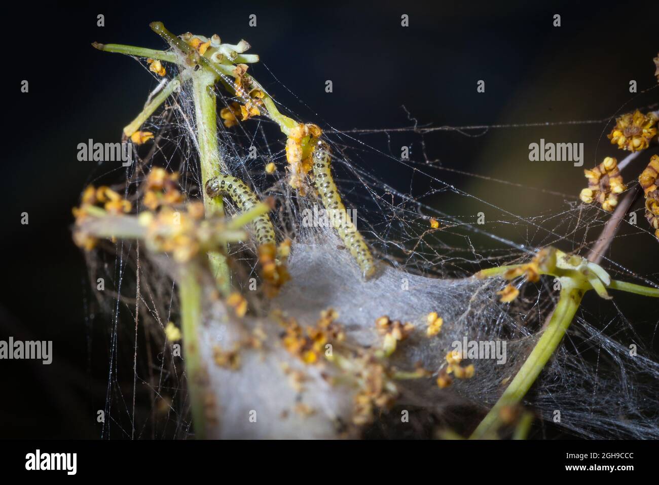 Two butterfly larva prepares the silk cocoon to make the metamorphosis ...