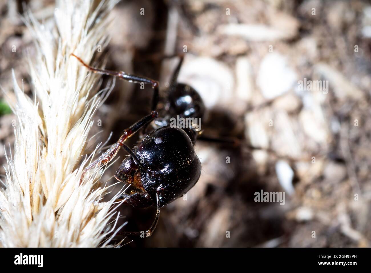 A major worker of Messor capitatus carries seeds to the nest Stock Photo