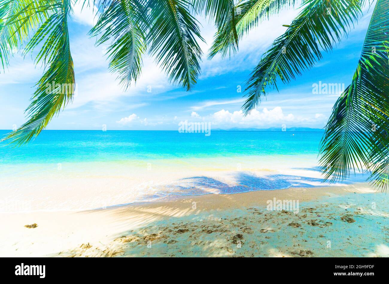 Sint maarten island palmtree hi-res stock photography and images - Alamy