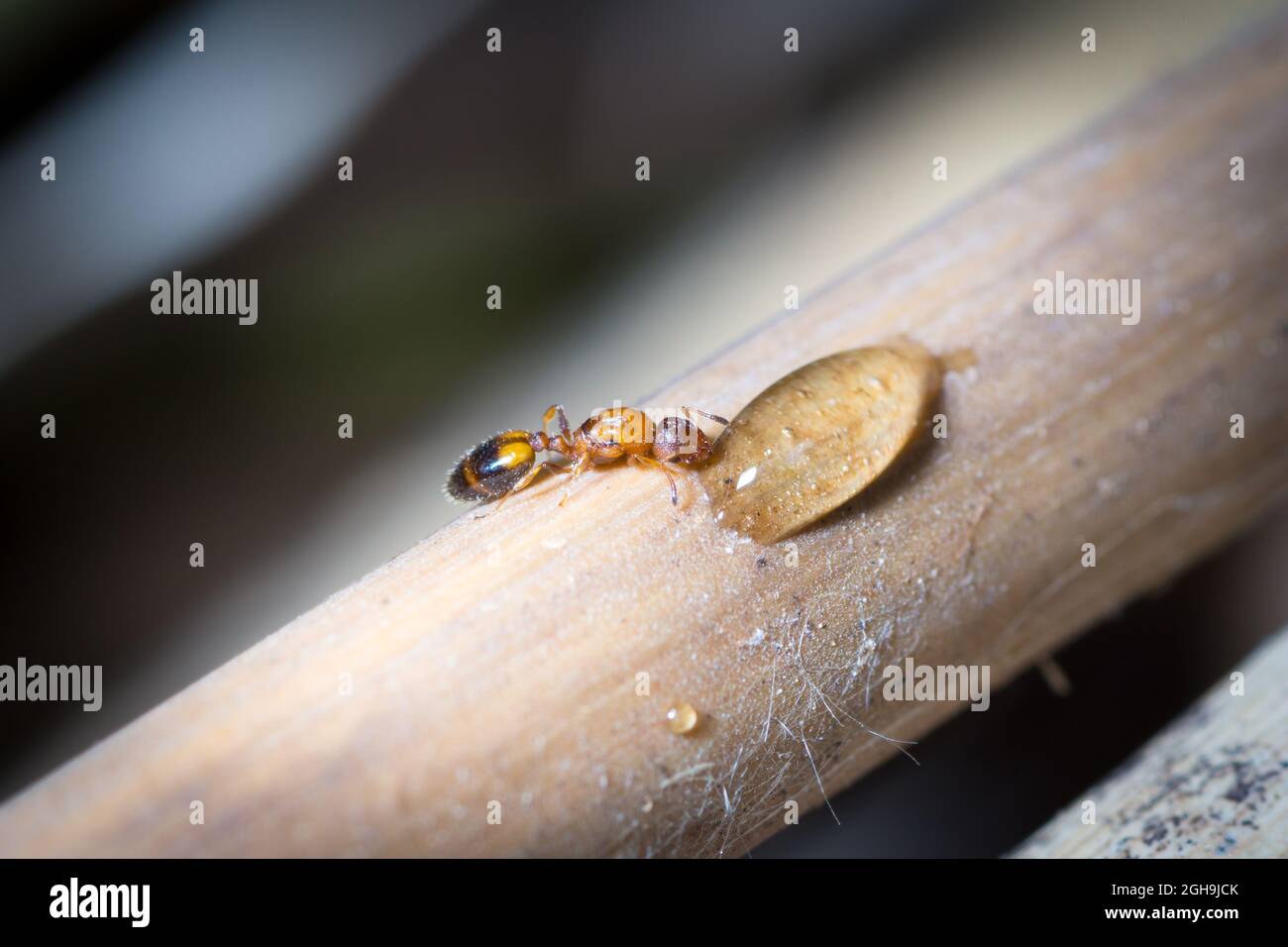 Temnothorax queen drink sugar water from a plant Stock Photo