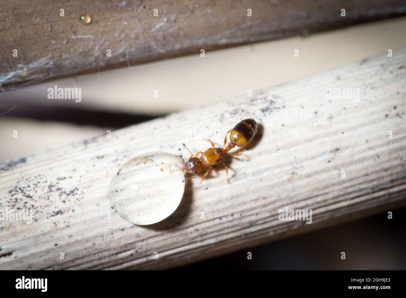 Temnothorax queen drink sugar water from a plant Stock Photo