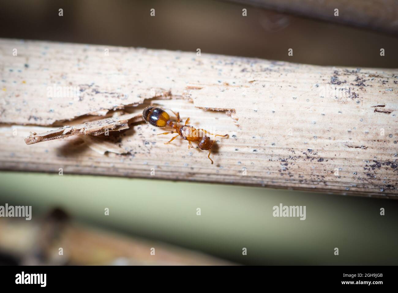 Temnothorax queen walks in a branch of a plant Stock Photo