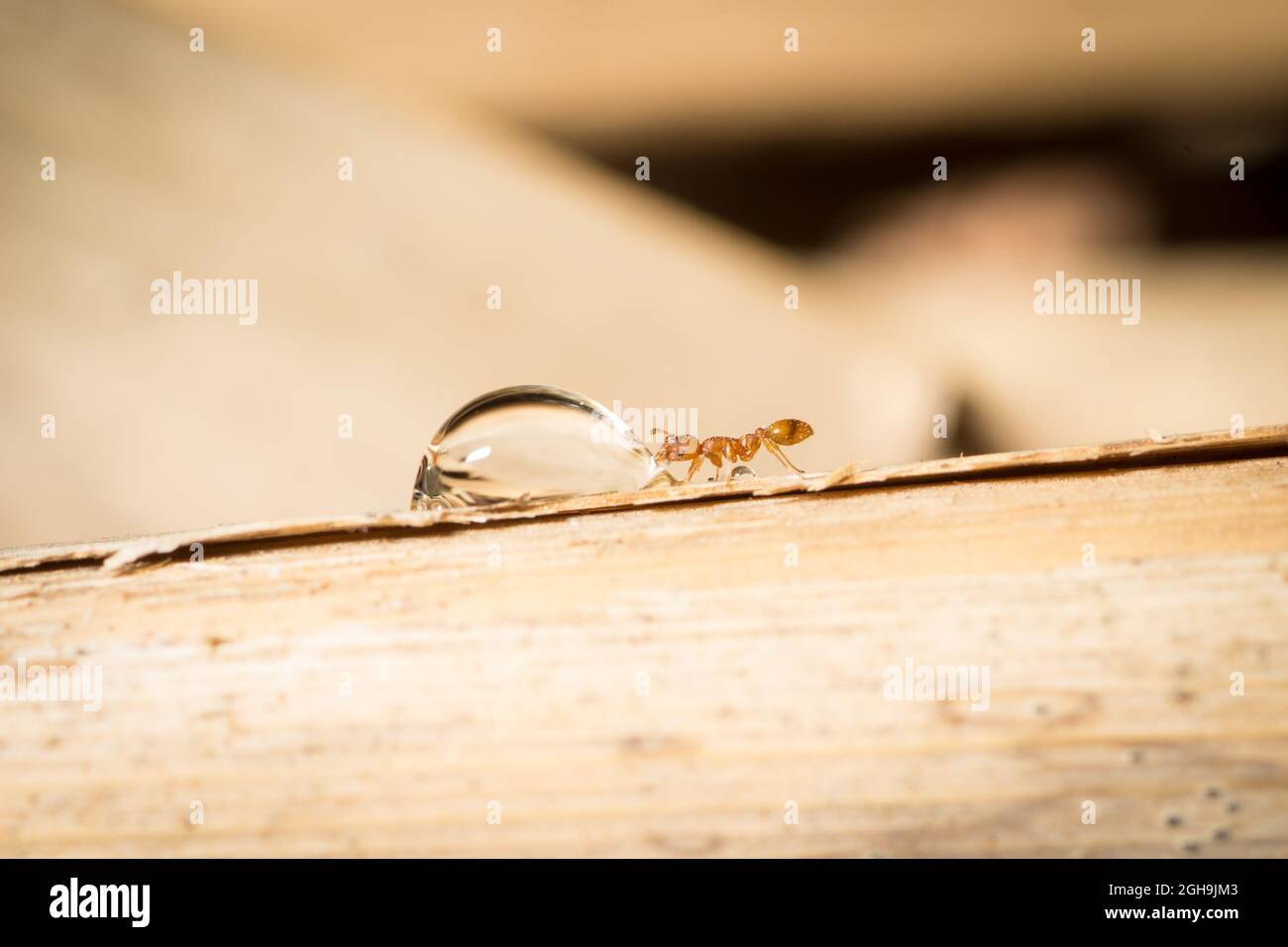 Temnothorax worker drink sugar water from a plant Stock Photo