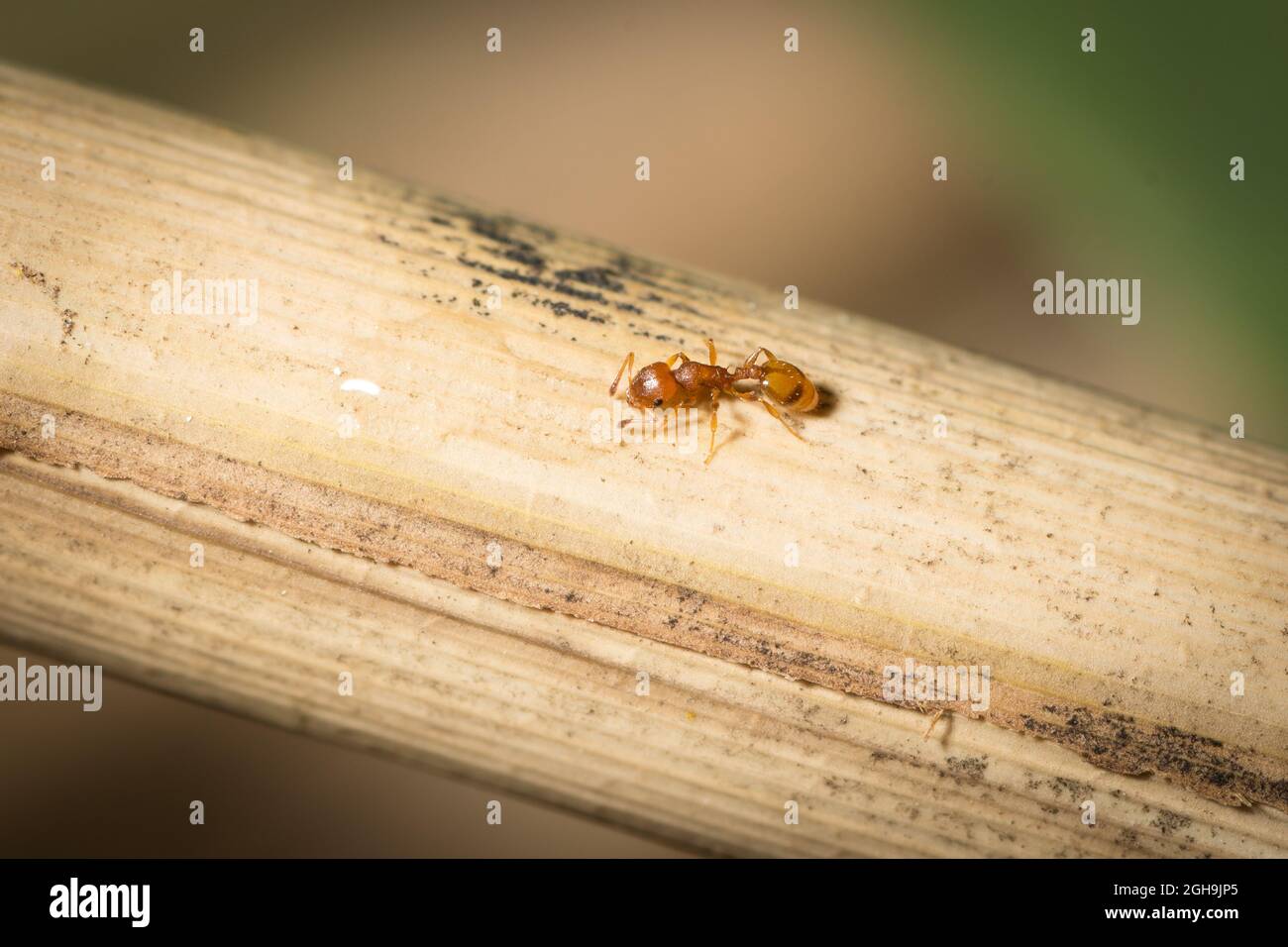 Temnothorax worker drink sugar water from a plant Stock Photo