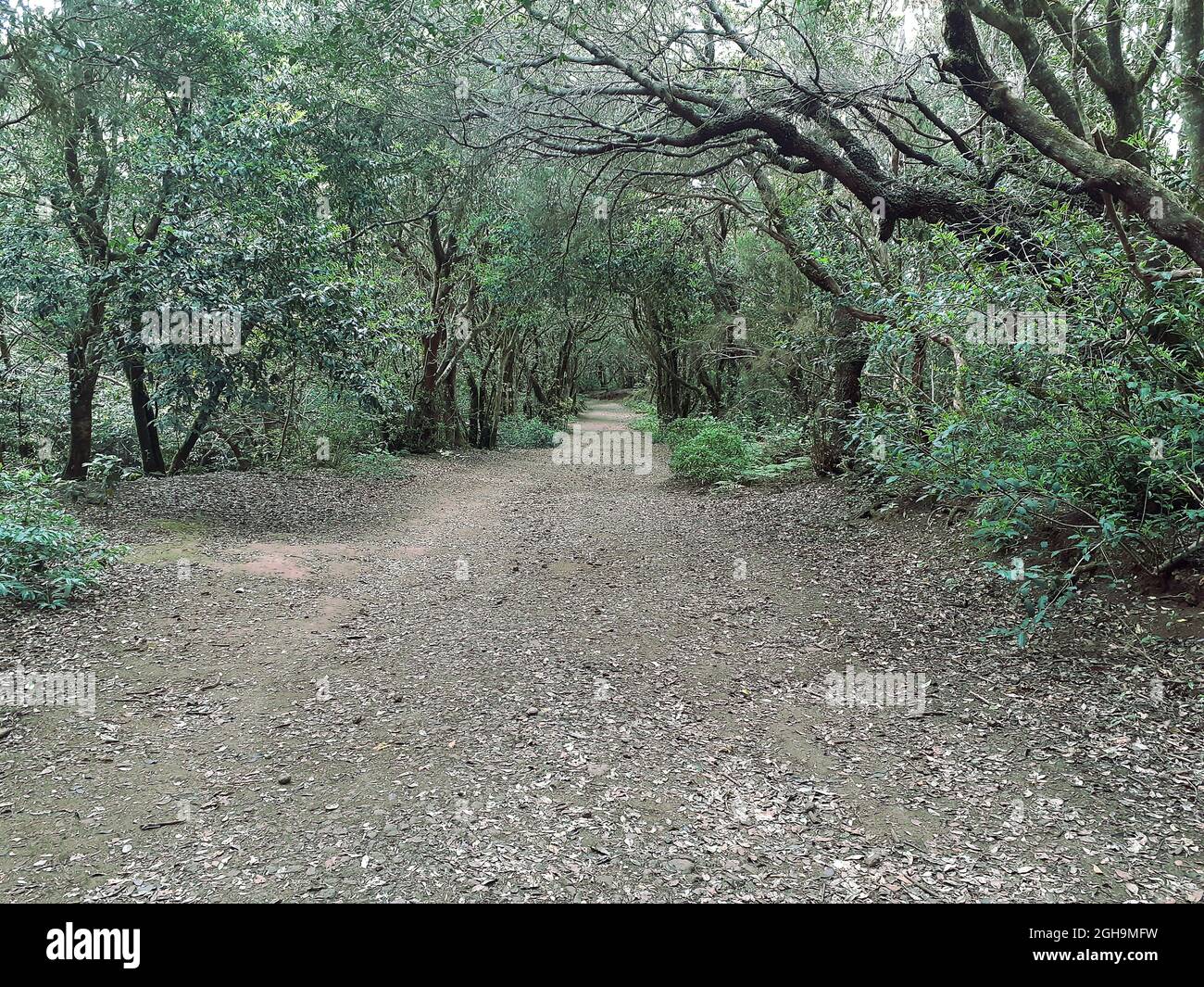 Sendero camino del bosque hi-res stock photography and images - Alamy