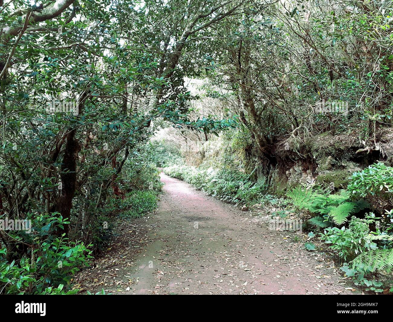 Sendero camino del bosque hi-res stock photography and images - Alamy