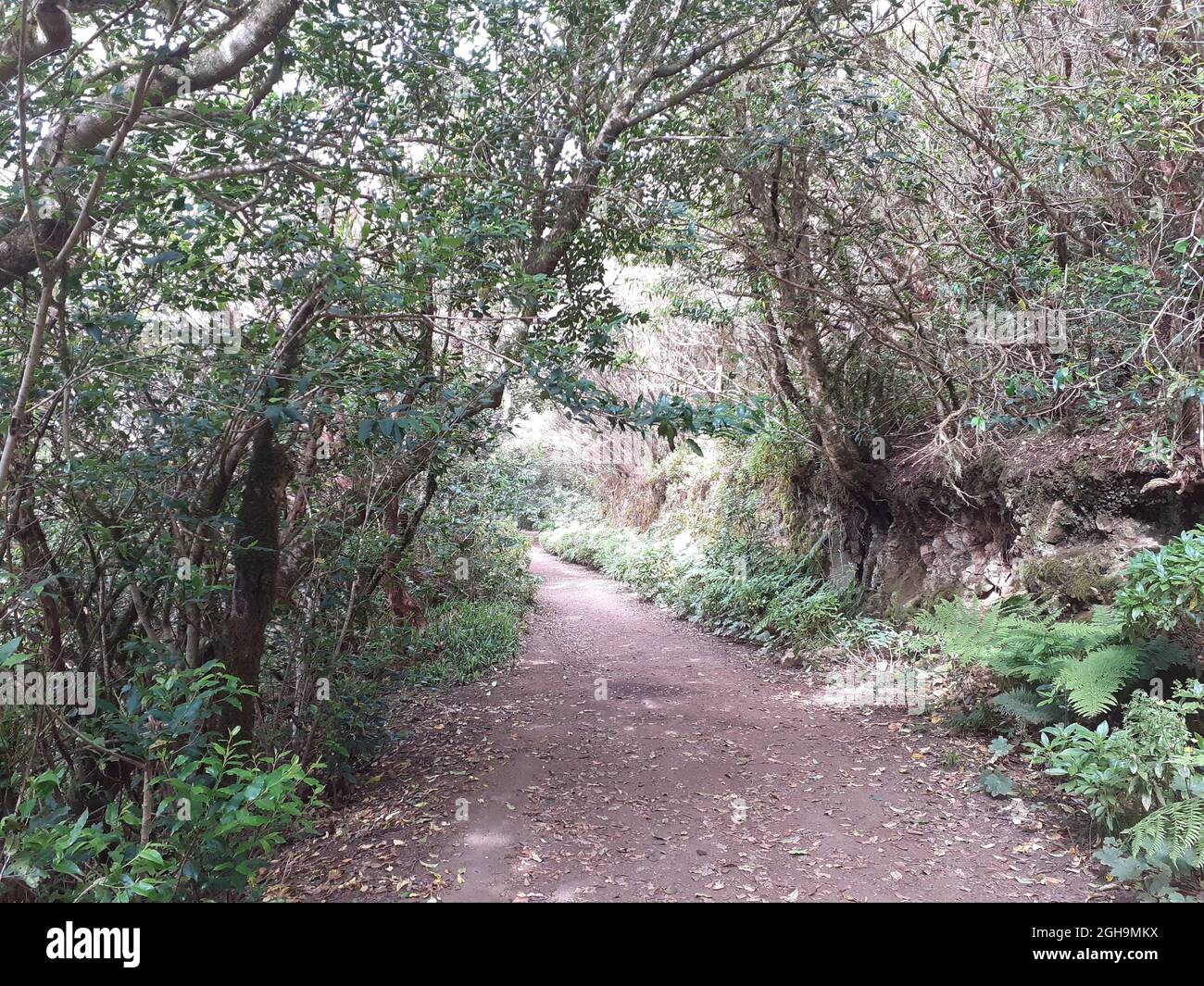 Sendero camino del bosque hi-res stock photography and images - Alamy
