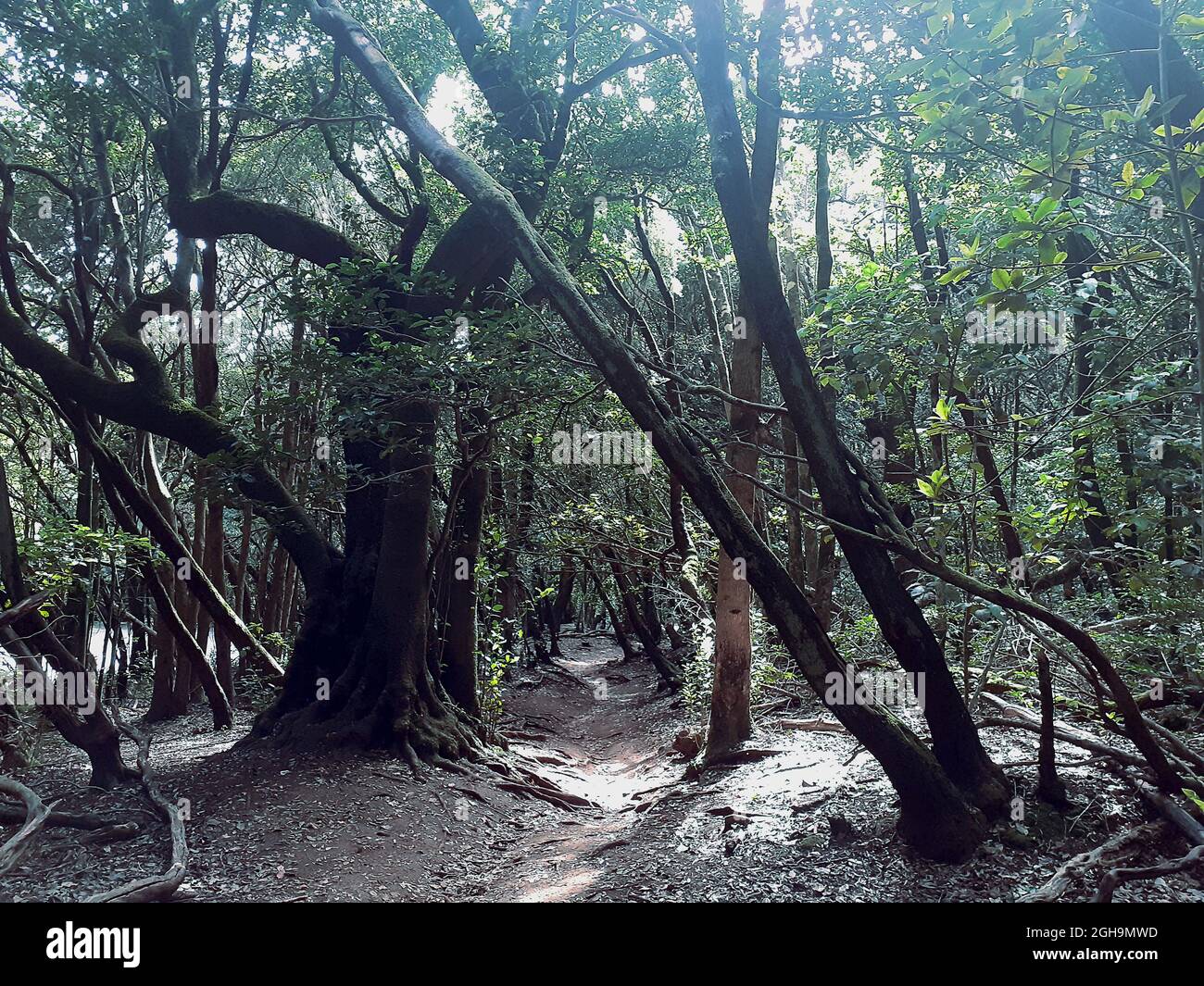 Sendero camino del bosque hi-res stock photography and images - Alamy
