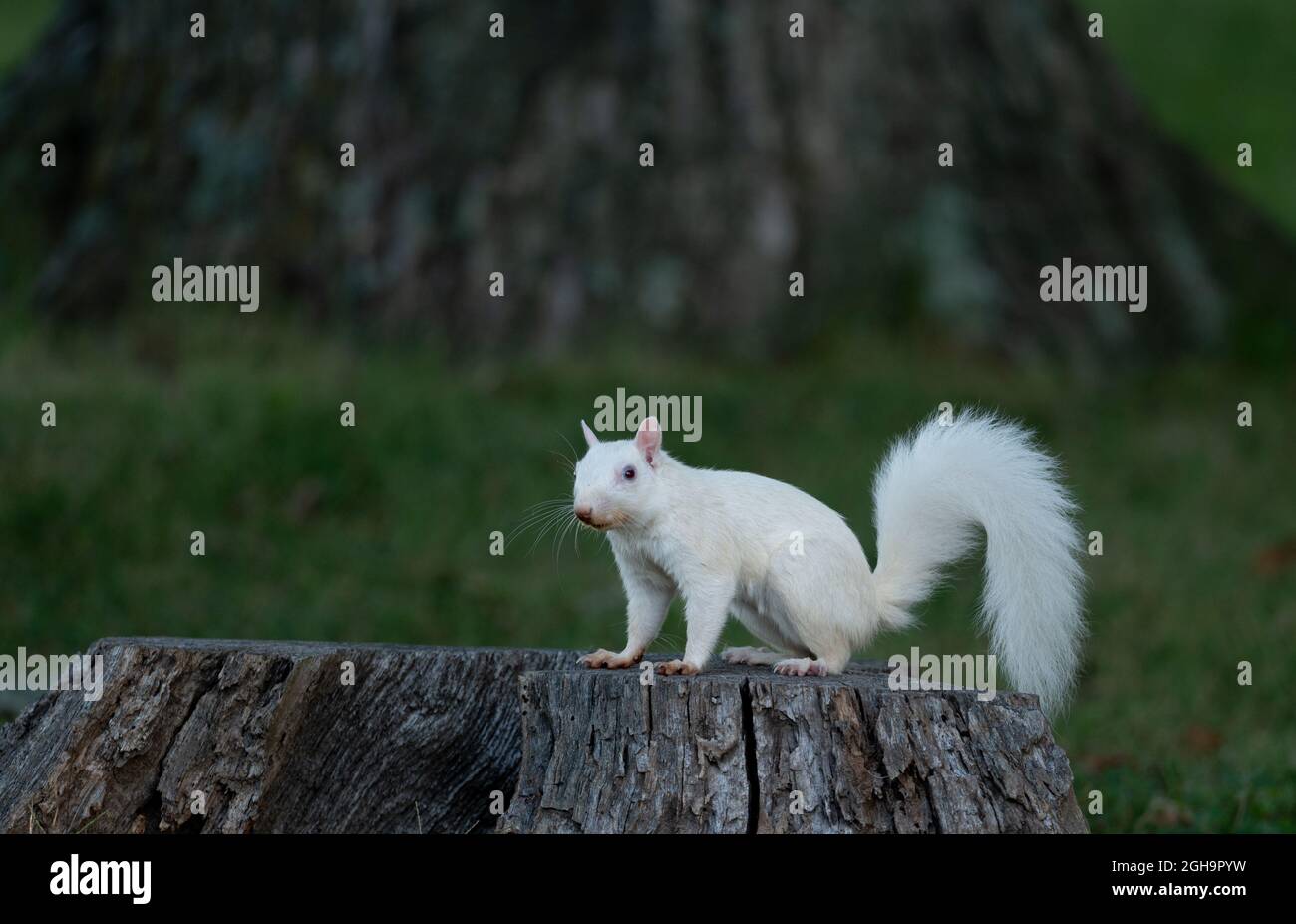 A white squirrel in a city park in Olney, Illinois Stock Photo Alamy
