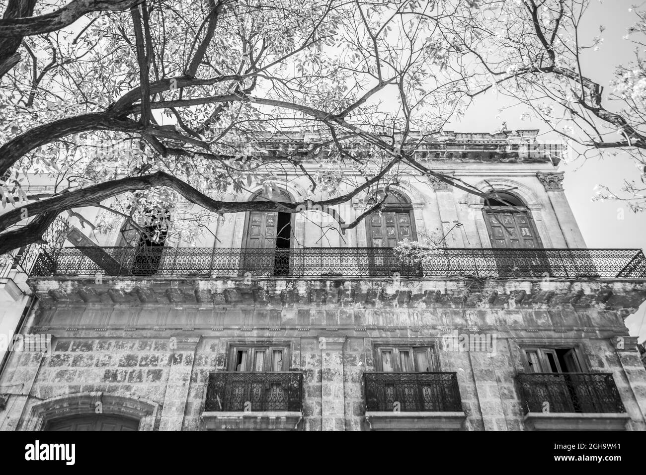 Grayscale low angle shot of a building exterior detail with tree branches on the foreground Stock Photo