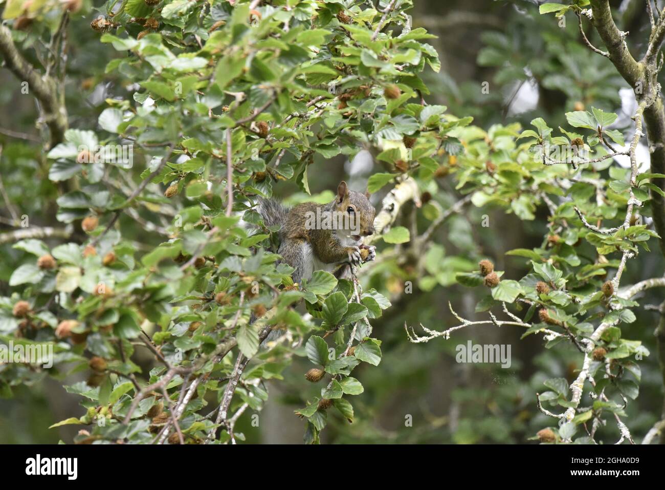 Eastern Grey Squirrel (Sciurus carolinensis) Sitting on a Branch in the Middle of Beech Tree with Beech Nut in Front Paws, Taken in September, UK Stock Photo