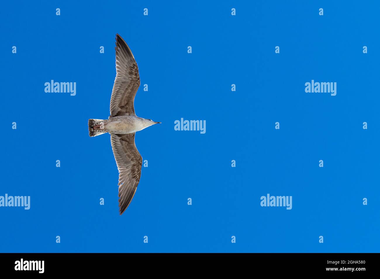 Low angle shot of a white seagull flying in the clear blue sky Stock ...