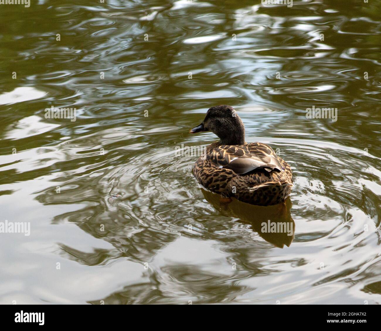Little brown mallard floating in the water Stock Photo