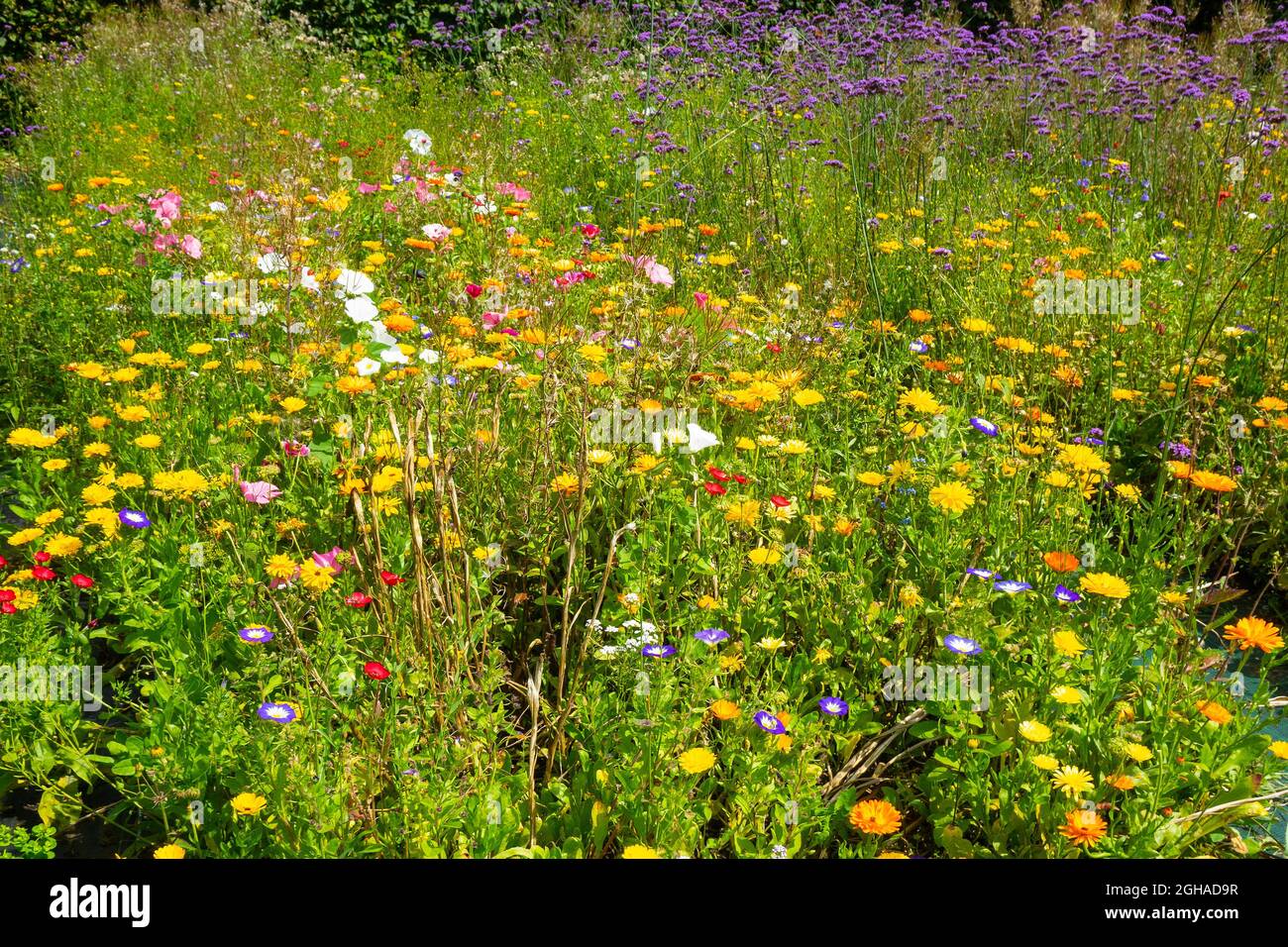 Wild flowers field Stock Photo