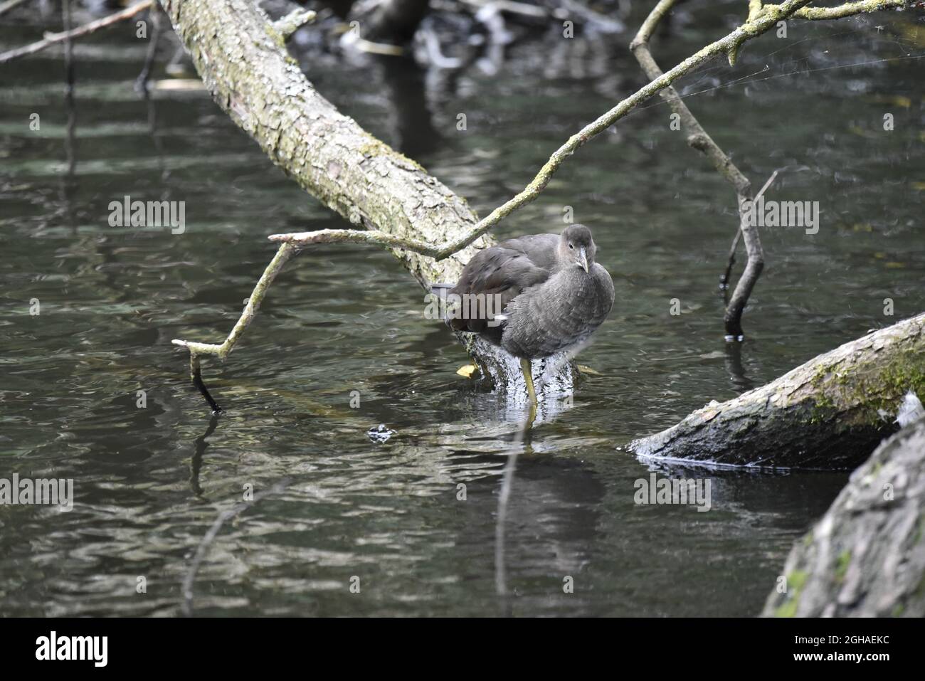 Juvenile Common Moorhen (Gallinula chloropus) Facing Camera from the Base of a Log in a Shallow Lake on a Nature Reserve in September in England, UK Stock Photo