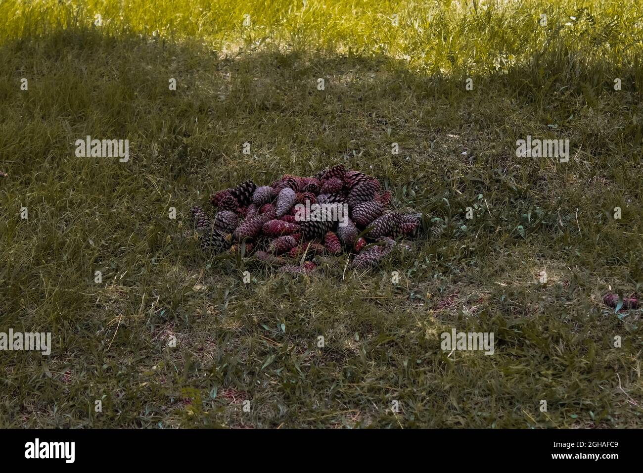 Pine cones gathered together to start a shamanic ritual at the forest. Fine cone pile. Stock Photo
