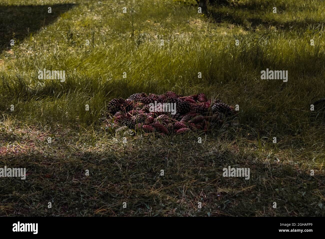 Pine cones gathered together to start a shamanic ritual at the forest. Fine cone pile. Stock Photo