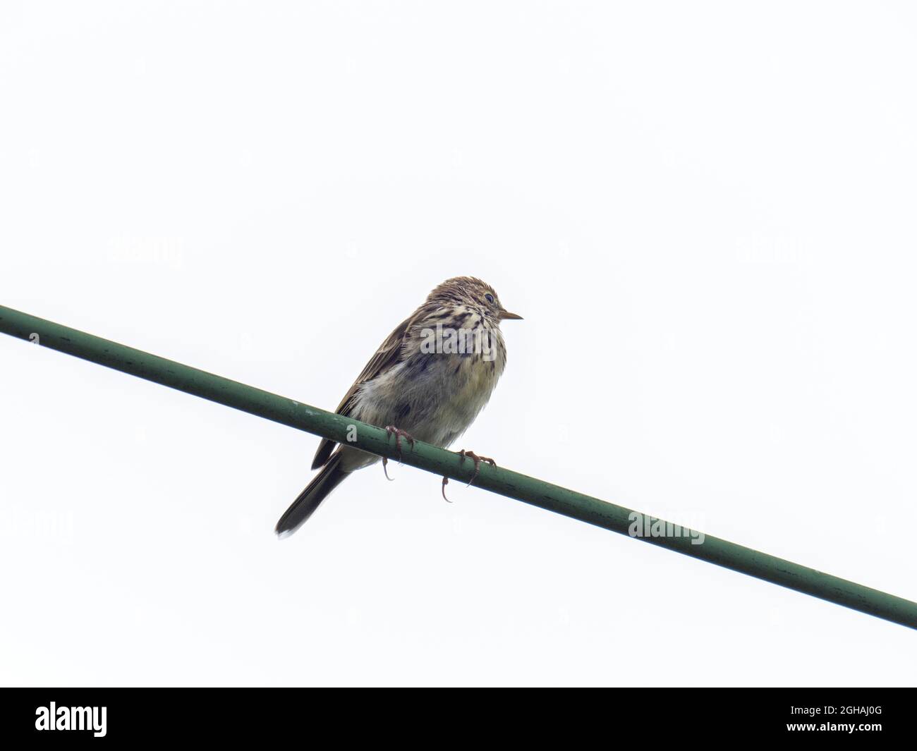 A Meadow Pipit, Anthus pratensis showing its long hind claws, perched on an electricity wire in Austwick, UK. Stock Photo