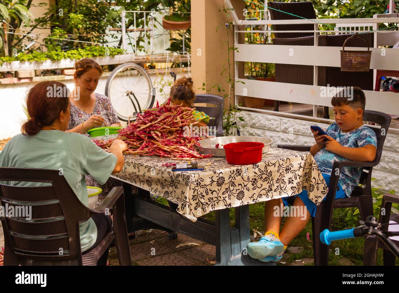Woman family members combing out the beans. Getting ready for the winter. Stock Photo