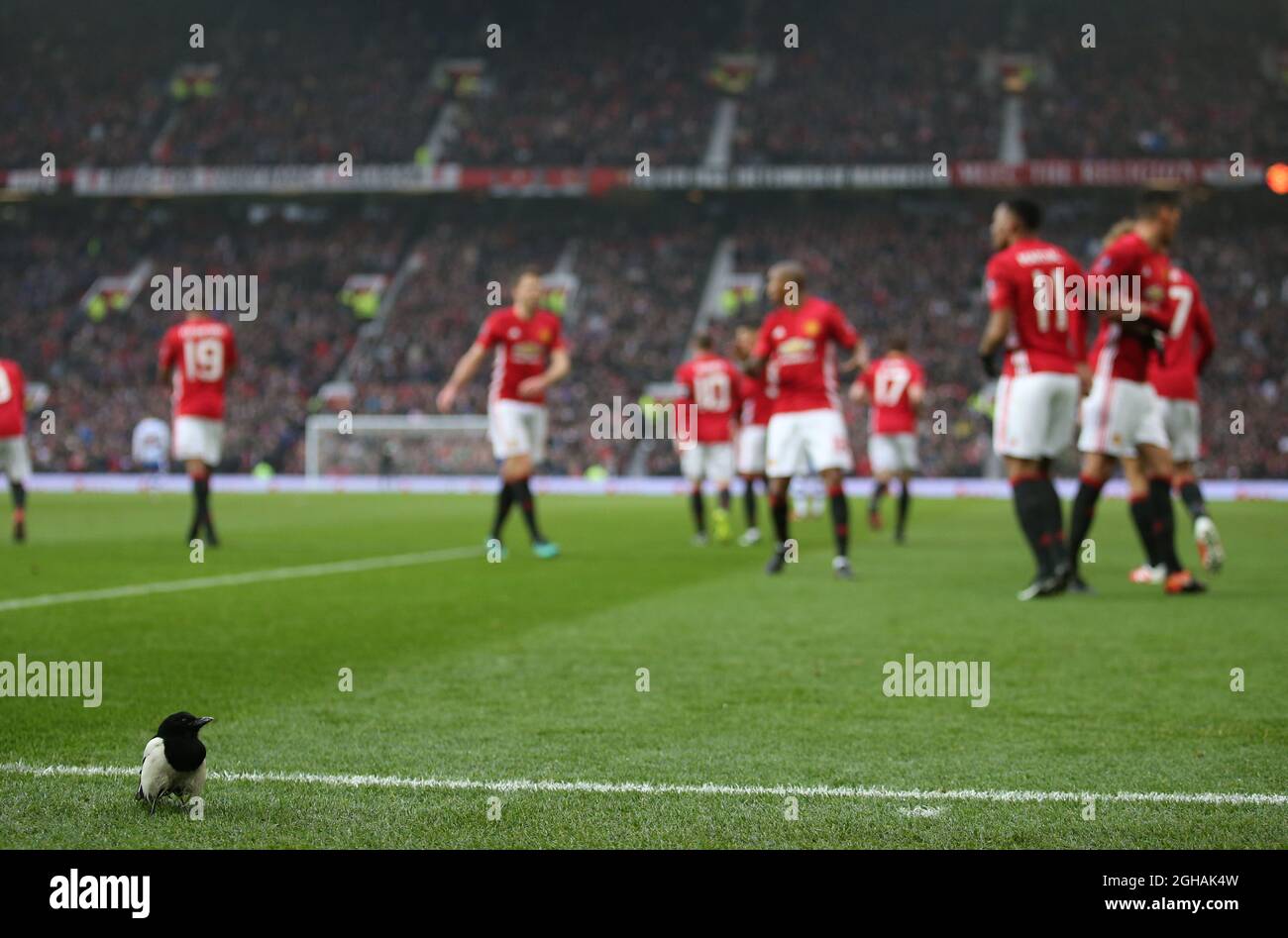 A magpie on the side of the pitch as the Manchester Utd players celebrate Anthony Martial of Manchester United's  goal during the FA Cup third round match at Old Trafford Stadium, Manchester. Picture date: January 7th, 2017. Pic credit should read: Simon Bellis/Sportimage via PA Images Stock Photo