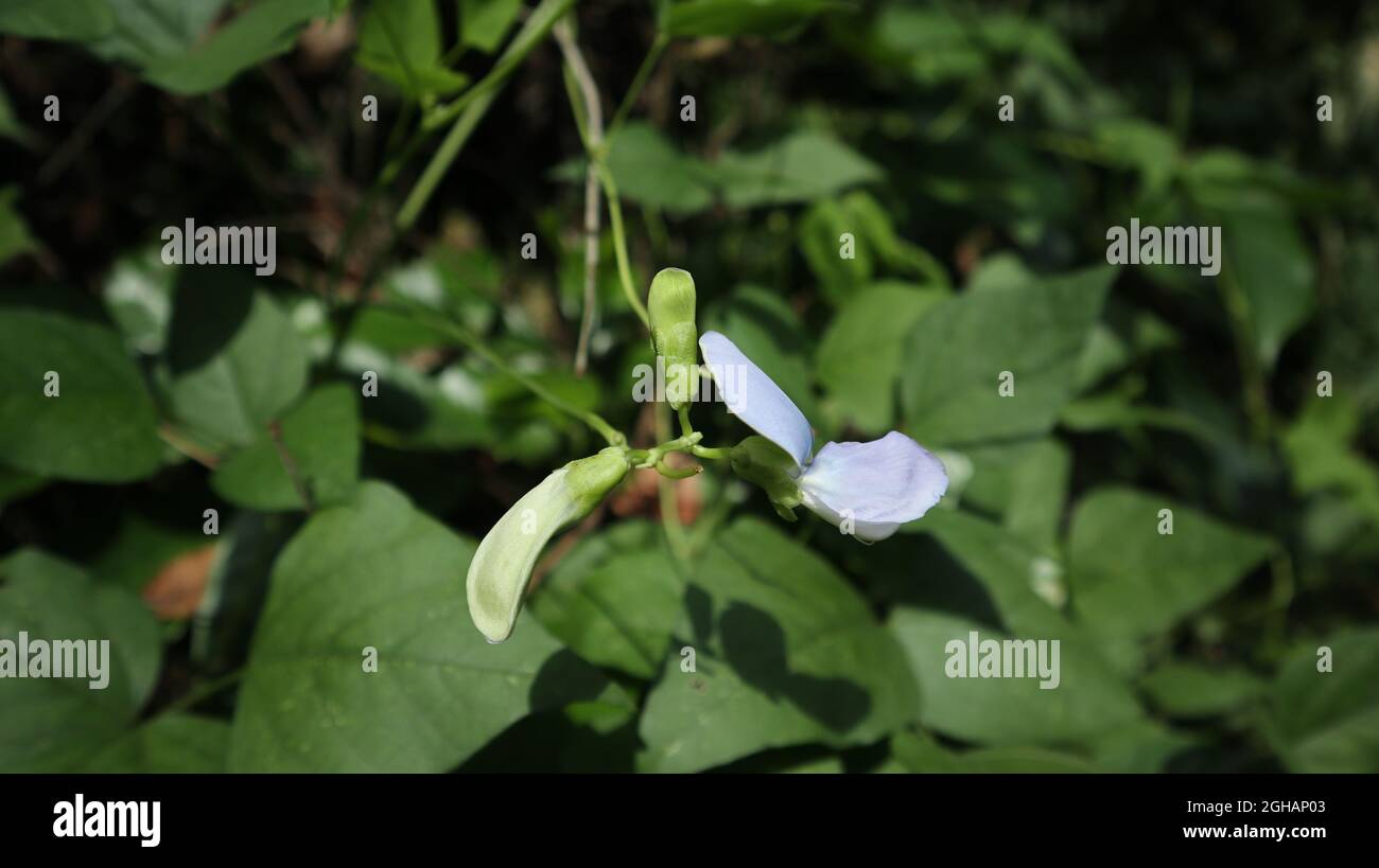 Close up of a purple color winged bean flower with buds in the direct sunlight Stock Photo Alamy