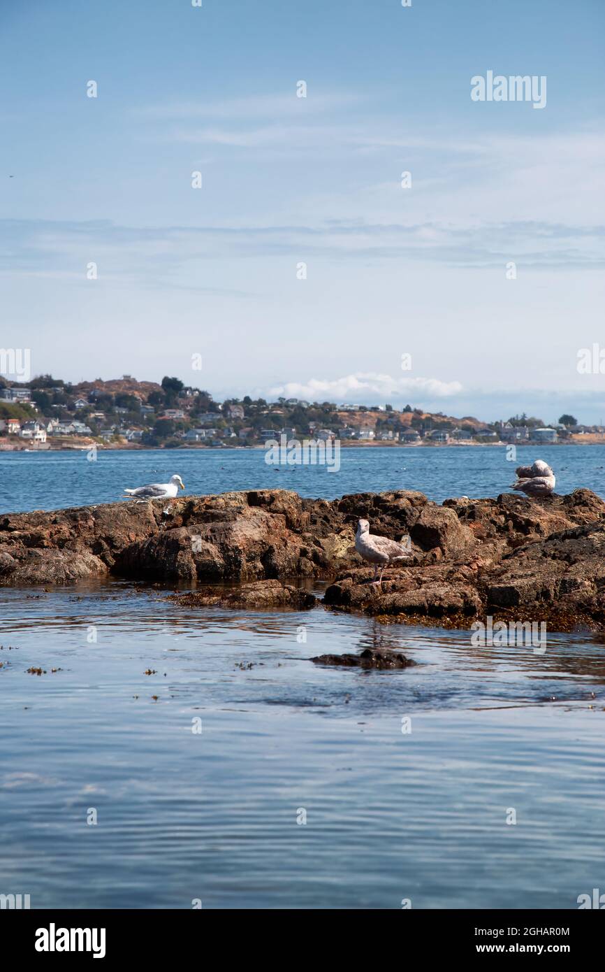 Clover point park hi-res stock photography and images - Alamy