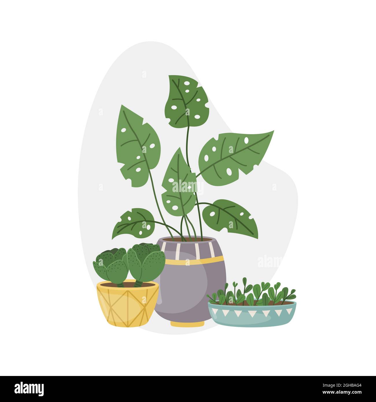 Vector illustration with home plants in pots. Decorative plants in the ...