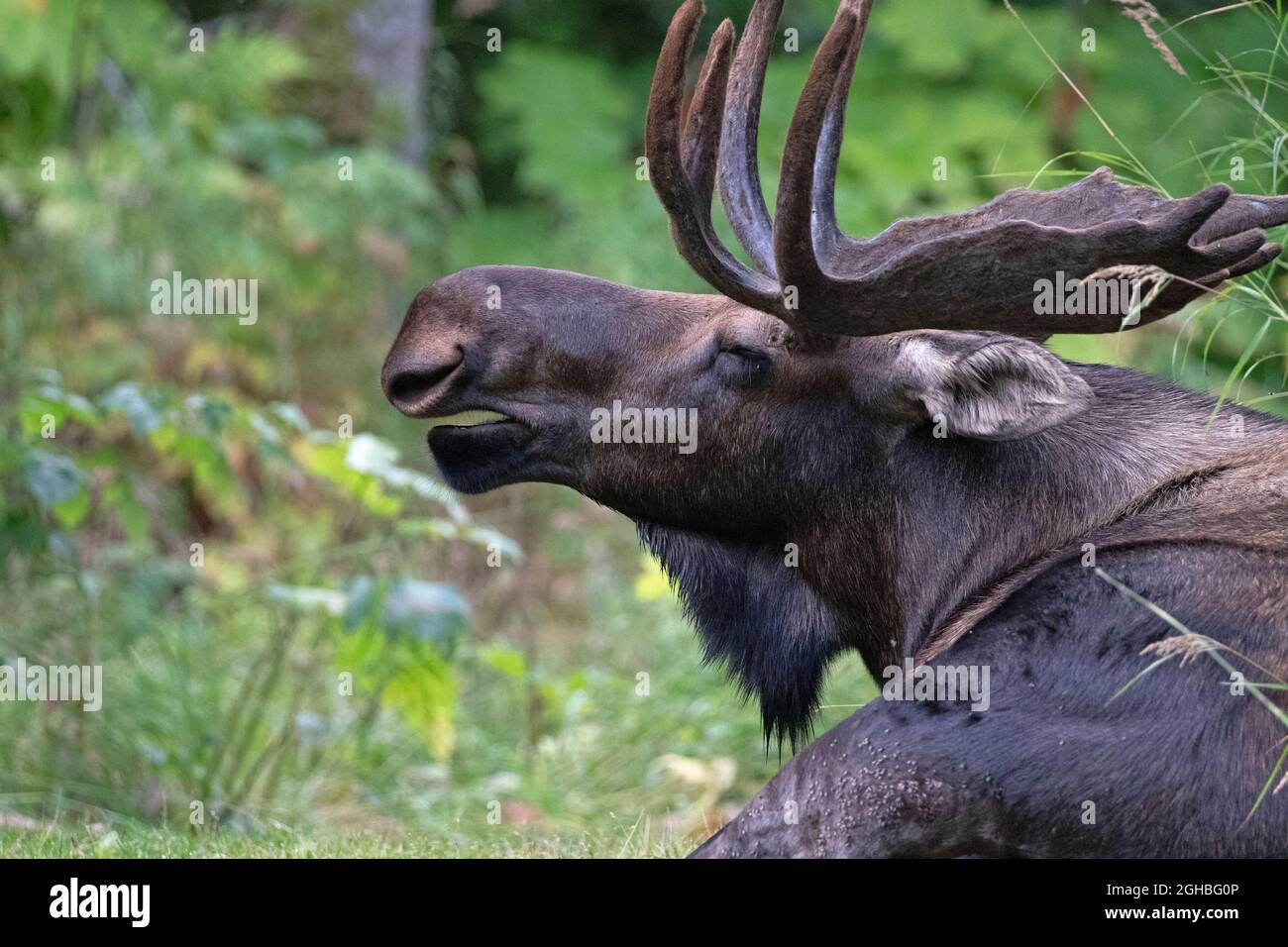 A young Alaska bull moose calls out and listens for challengers to breeding rights early in the September breeding season, or 'rut.' Stock Photo