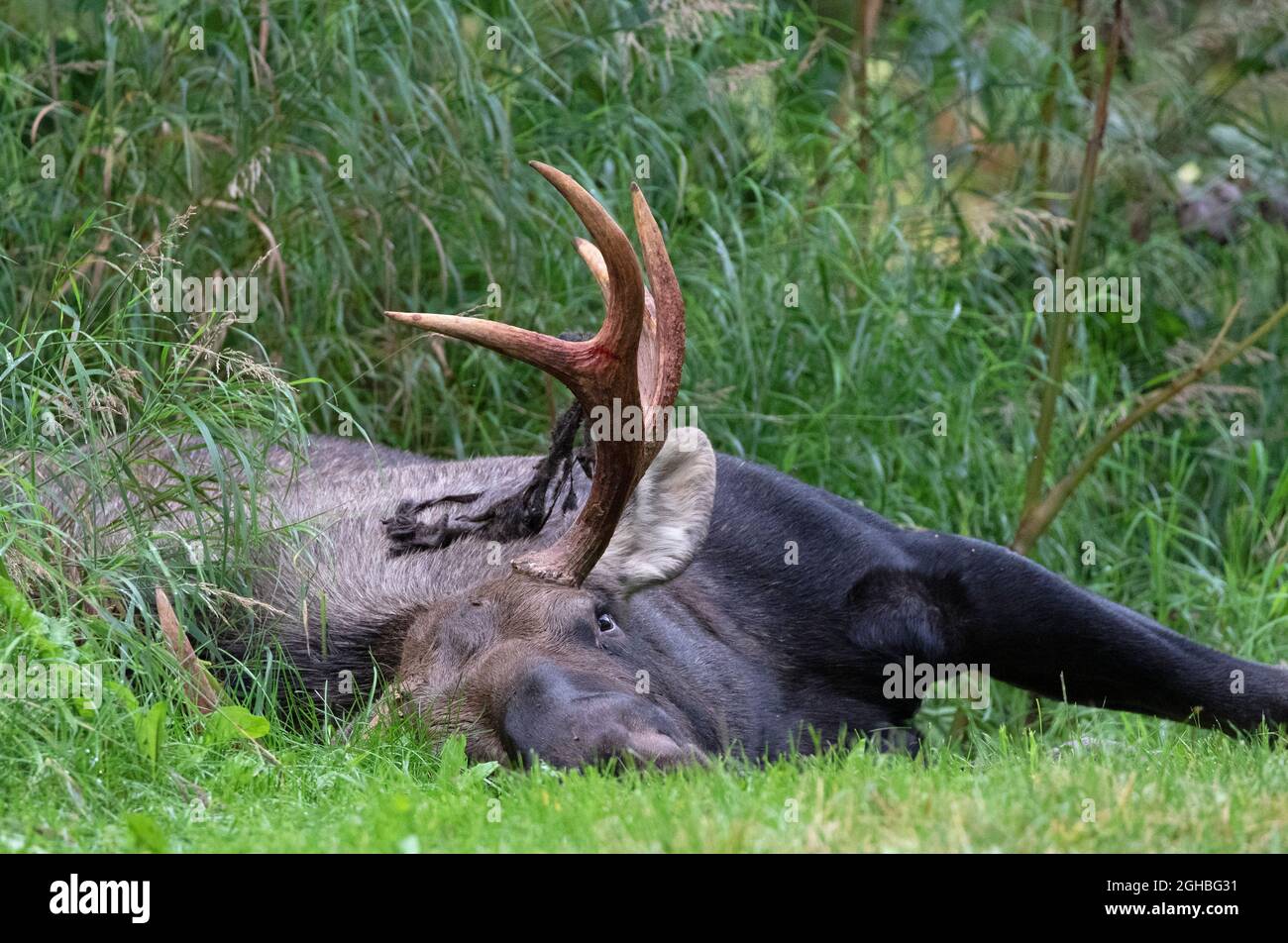 A young Alaska bull moose rests after a morning of chasing cows and fighting with other bulls for breeding rights. Stock Photo
