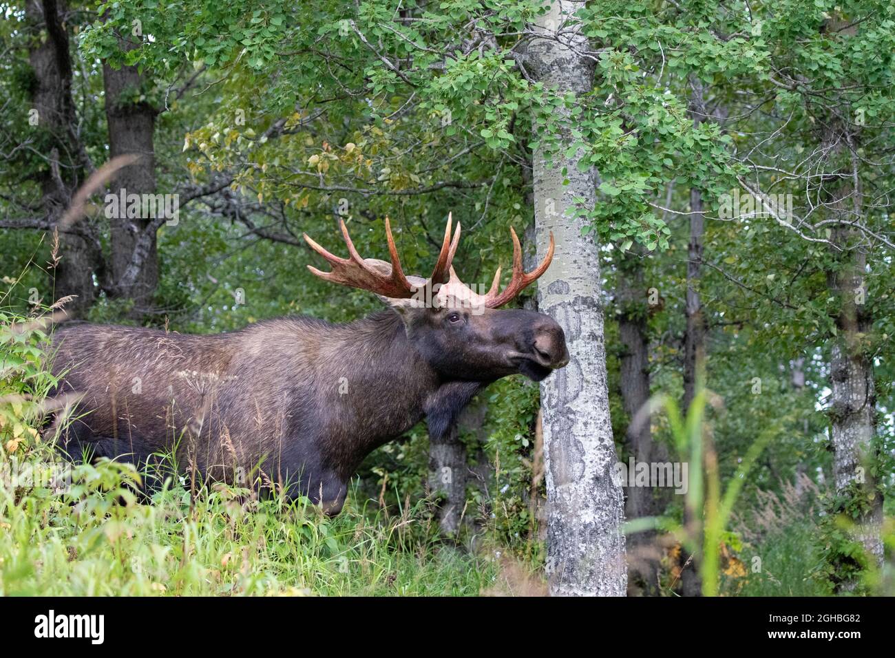 Bull moose rut hi-res stock photography and images - Alamy