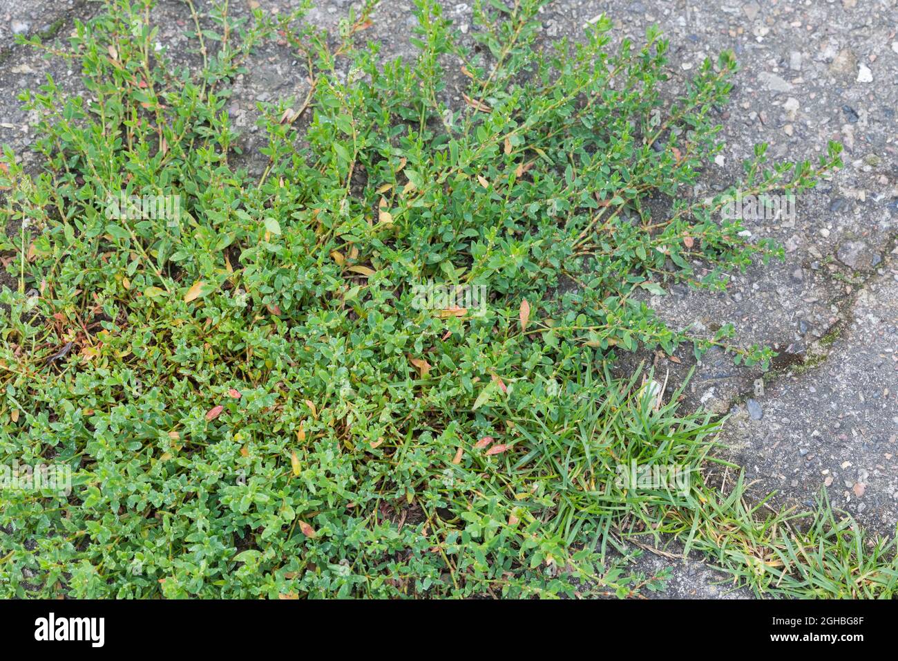 Vogel-Knöterich, Vogelknöterich, Acker-Vogelknöterich, in den Ritzen einer Betondecke, Polygonum aviculare, Knotweed, common knotgrass, prostrate knot Stock Photo