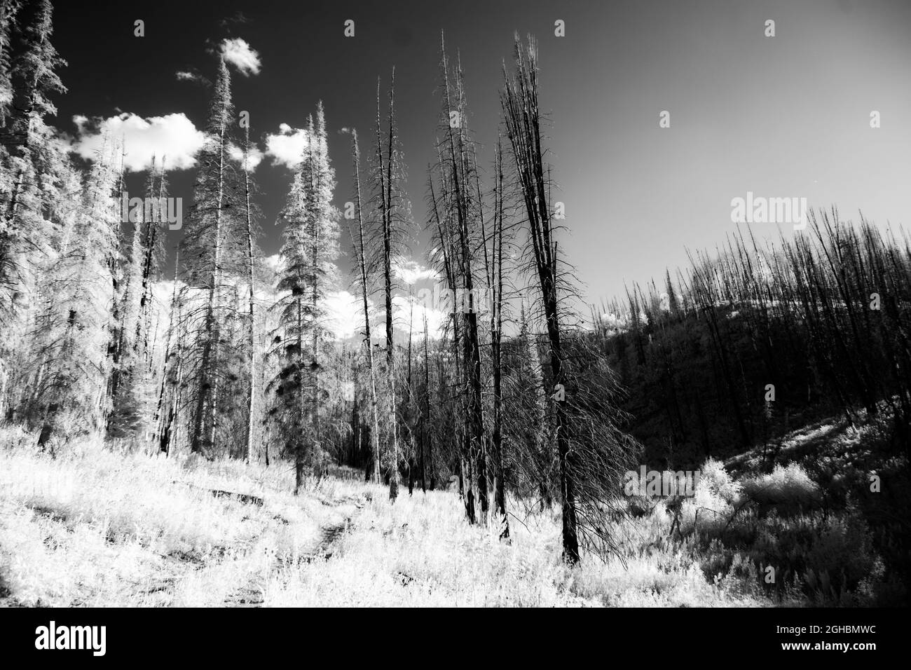 Some dead and damaged spruce trees northwest of Steamboat Springs in Colorado.  Imaged in black and white infrared light.  Some trees are fire damage. Stock Photo